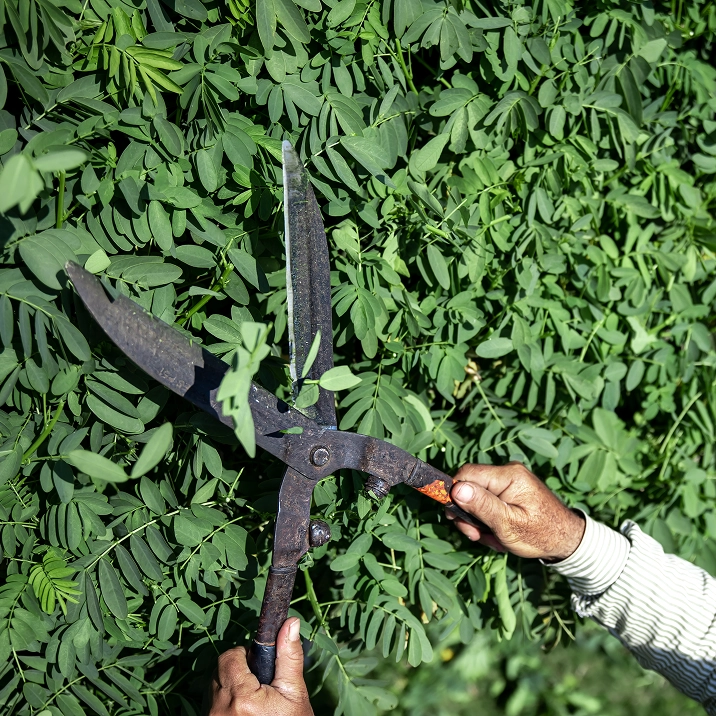 Taille raisonn&eacute;e dans le respect du v&eacute;g&eacute;tal