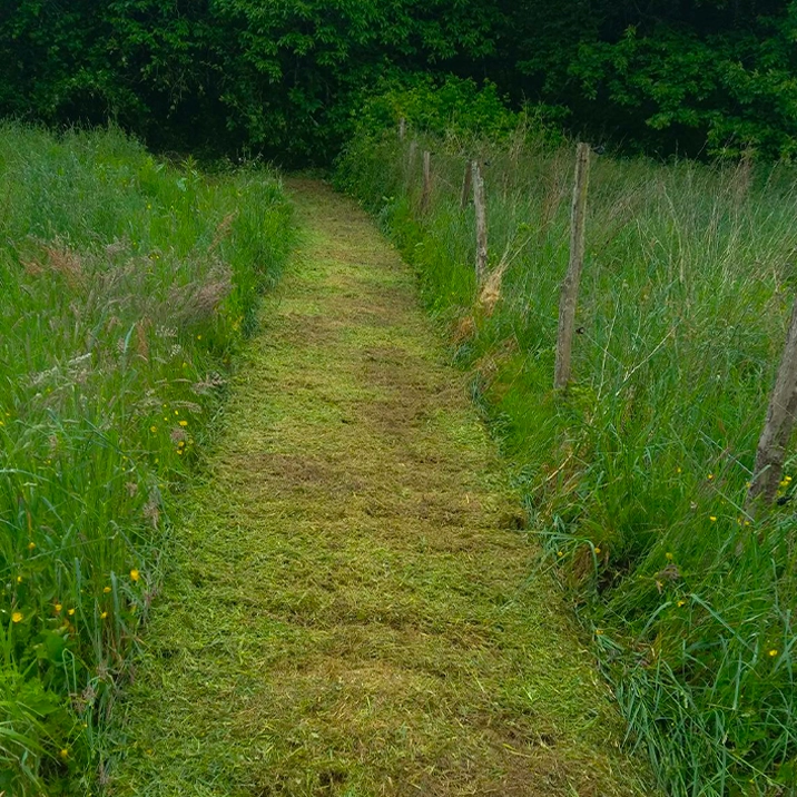 Taille raisonnée dans le respect du végétal